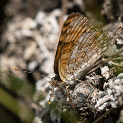 Phyciodes pallida