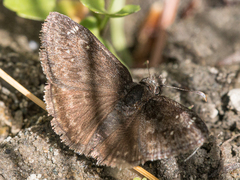 Erynnis persius