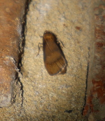 Lambula obliquilinea