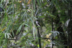 Hemipus hirundinaceus