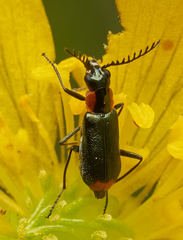 Malachius mixtus