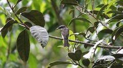 Hemipus hirundinaceus