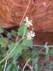 Perityle tenella