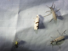 Pelochrista mirosignata