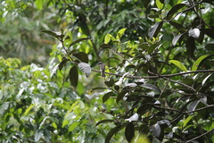 Hemipus hirundinaceus