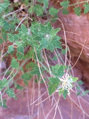 Perityle tenella
