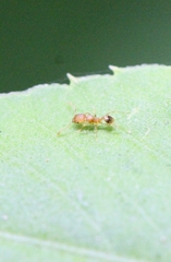 Pheidole parva