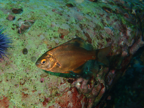 Blue seaperch (Embiotoca lateralis) — Embiotocidae — 4