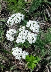 Achillea millefolium
