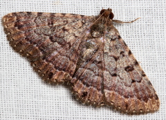 Diatenes aglossoides