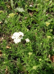 Achillea millefolium