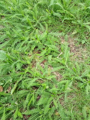 Achillea millefolium