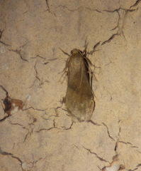 Lambula obliquilinea