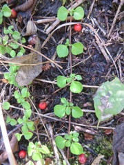 Linnaea borealis longiflora