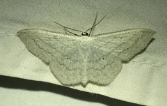 Scopula ancellata