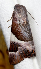 Niceteria macrocosma