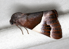Niceteria macrocosma