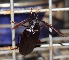 Prionus imbricornis