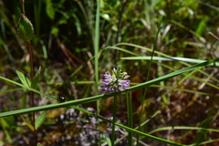 Polygala brevifolia