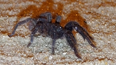 Tmesiphantes