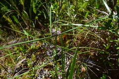 Polygala brevifolia