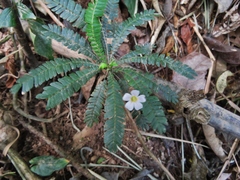 Biophytum dendroides