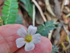 Biophytum dendroides
