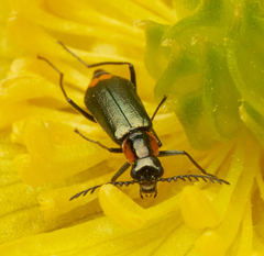 Malachius mixtus
