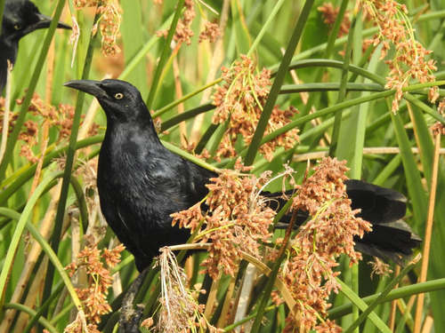 photo of Great-tailed Grackle (Quiscalus mexicanus)