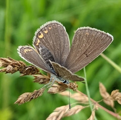 Polyommatus amandus