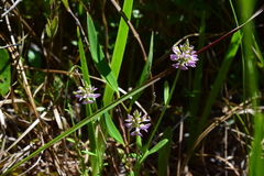Polygala brevifolia