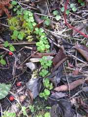 Linnaea borealis longiflora