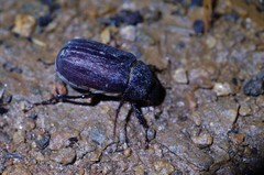 Holotrichia parallela