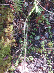 Linnaea borealis longiflora