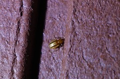 Medythia nigrobilineata