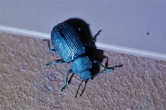 Heterotarsus carinula