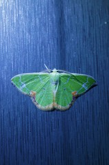 Comibaena nigromacularia