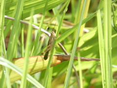 Aiolopus thalassinus dubius