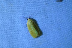Earias pudicana