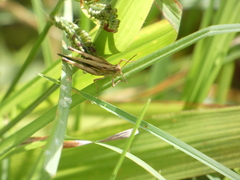 Aiolopus thalassinus dubius