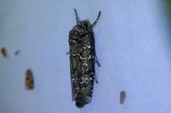 Actebia praecox