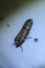 Actebia praecox