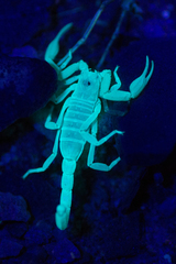 Smeringurus vachoni