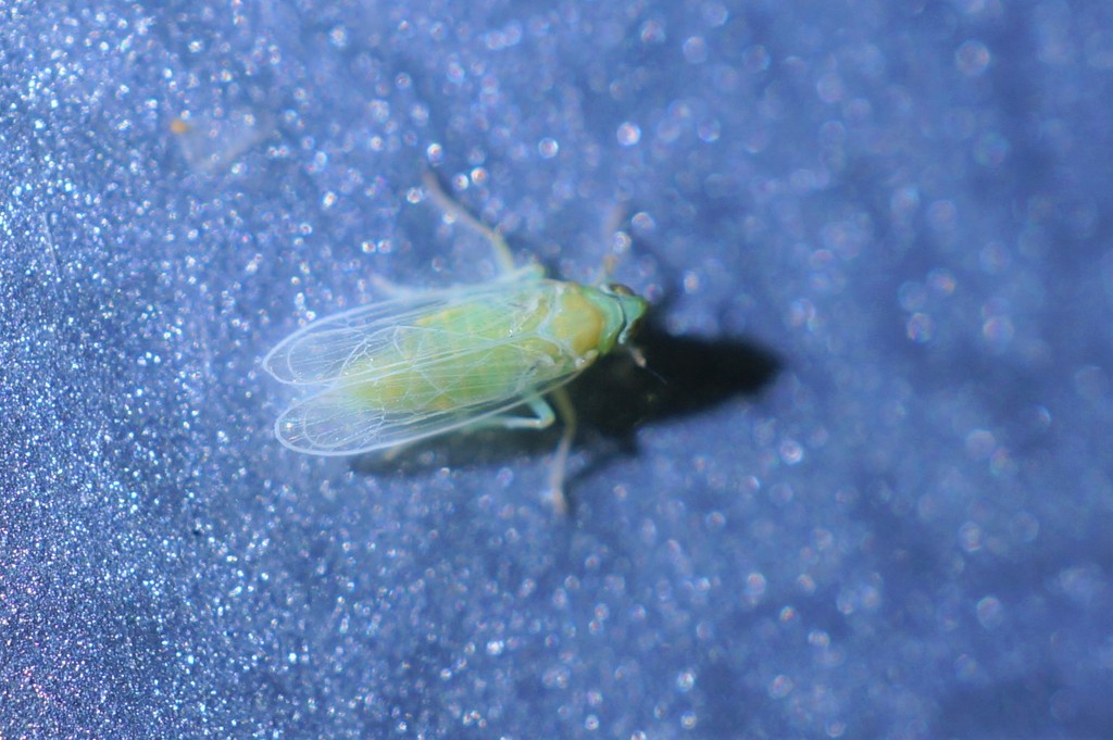 Chloriona tateyamana