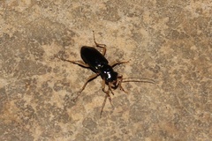Tetracha virginica