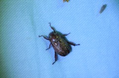 Adoretus tenuimaculatus