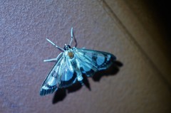 Glyphodes quadrimaculalis