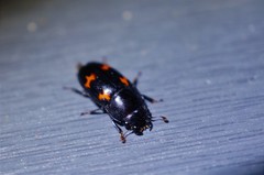 Glischrochilus japonius