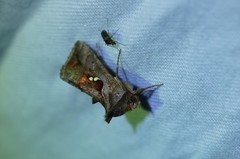 Erythroplusia rutilifrons