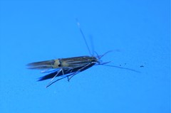 Cosmopterix laetificoides